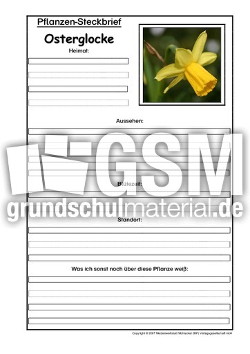 Pflanzensteckbrief-Osterglocke.pdf